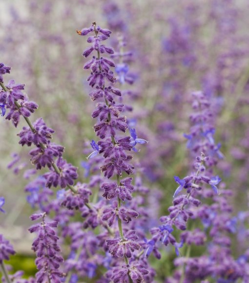 Perowskia