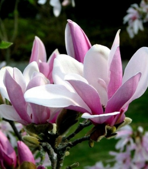 Magnolia