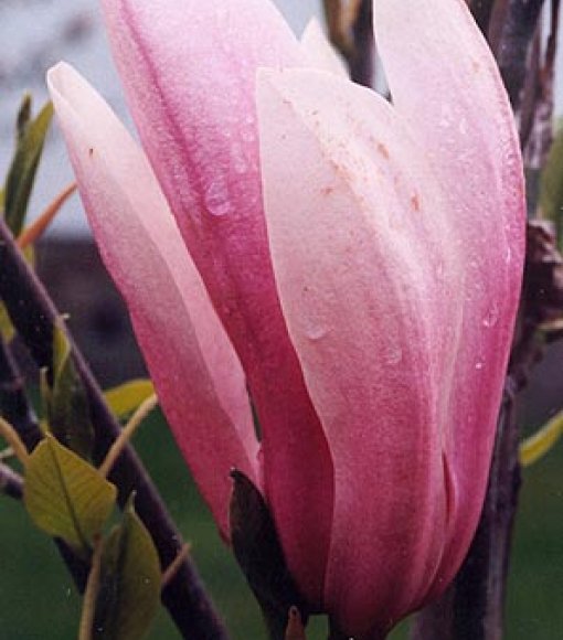 Magnolia