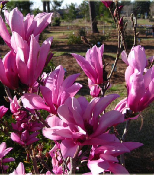 Magnolia