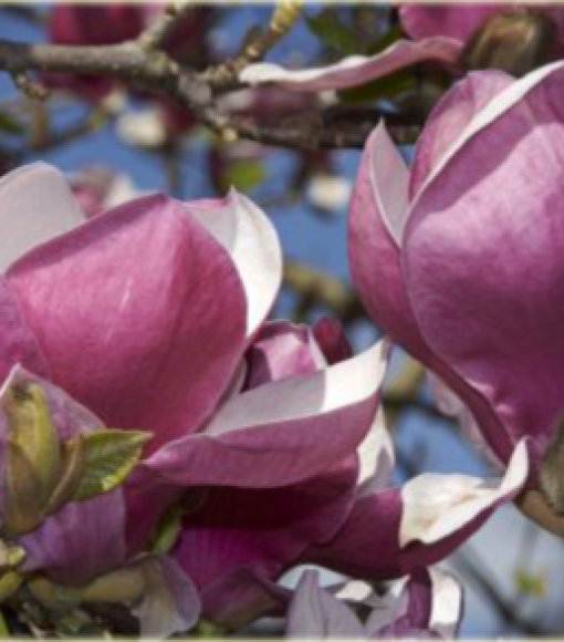 Magnolia Soulange'a