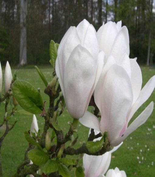 Magnolia Soulange'a