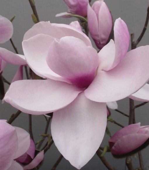 Magnolia