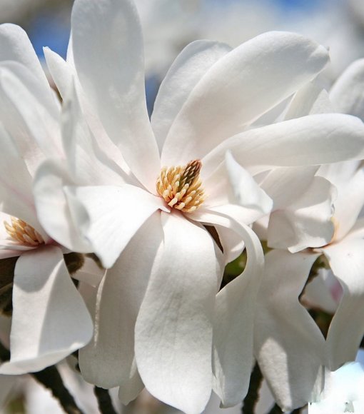 Magnolia Loebnera