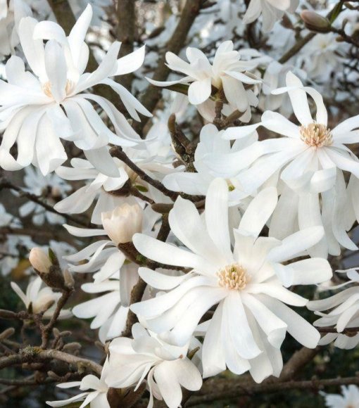 Magnolia gwieździsta