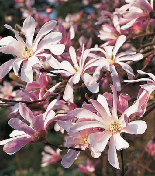Magnolia Loebnera