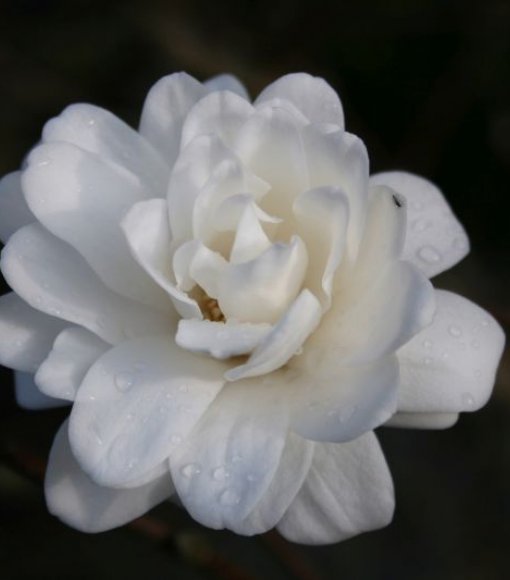 Magnolia Loebnera