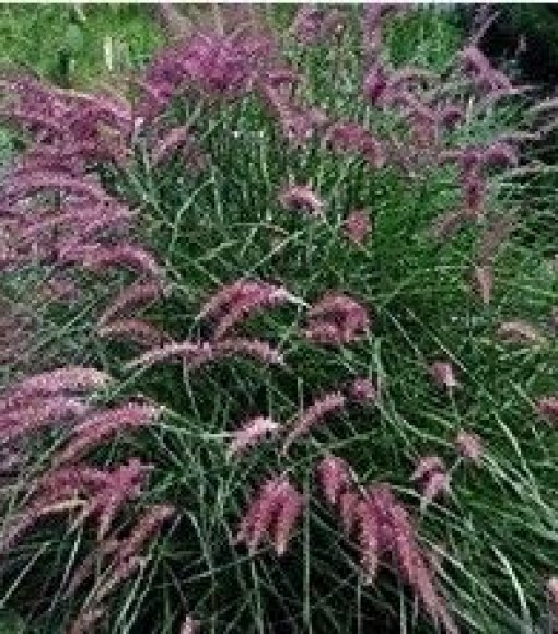 Rozplenica japońska