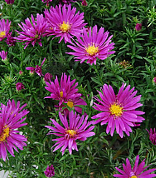 Aster krzaczasty