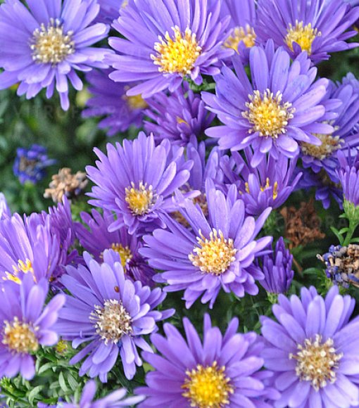 Aster krzaczasty