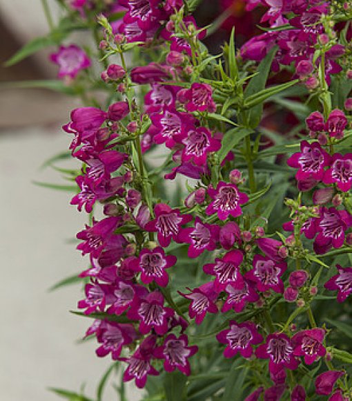 Penstemon palczasty