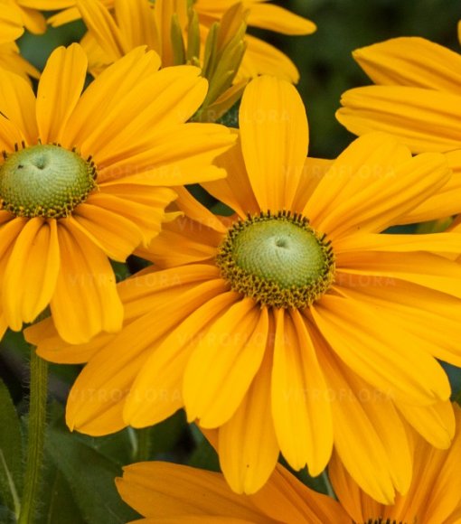 Rudbekia