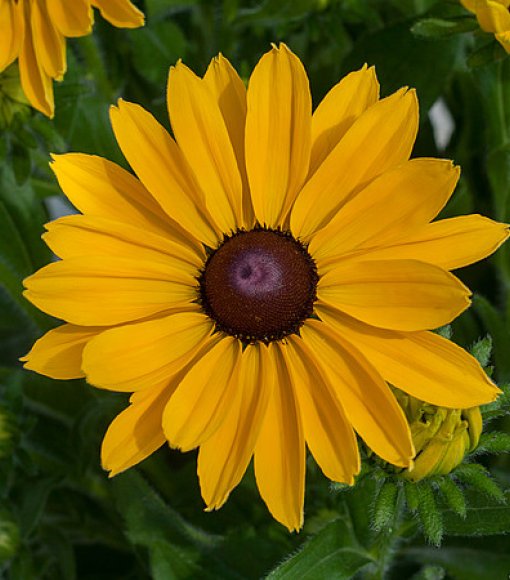 Rudbekia