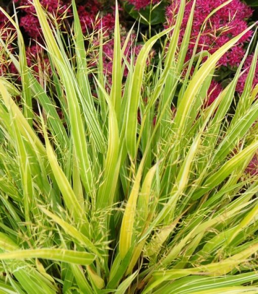 Hakonechloa smukła