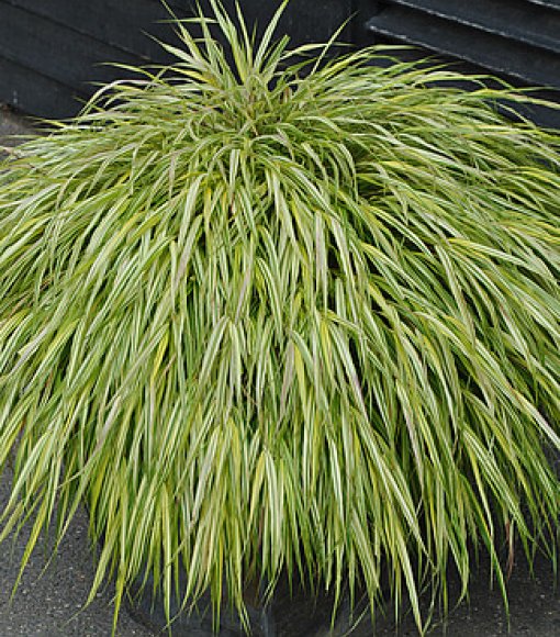 Hakonechloa smukła