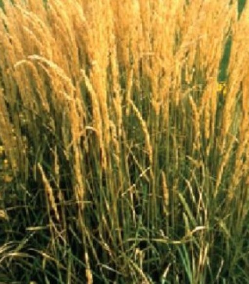 Trzcinnik ostrokwiatowy