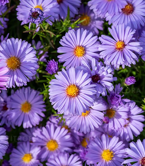 Aster krzaczasty