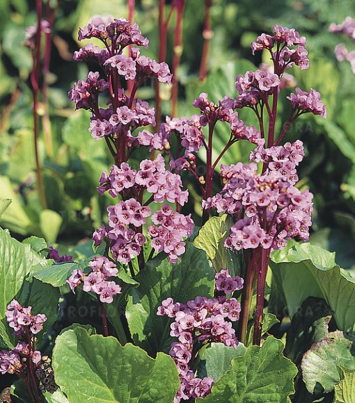 Bergenia sercowata