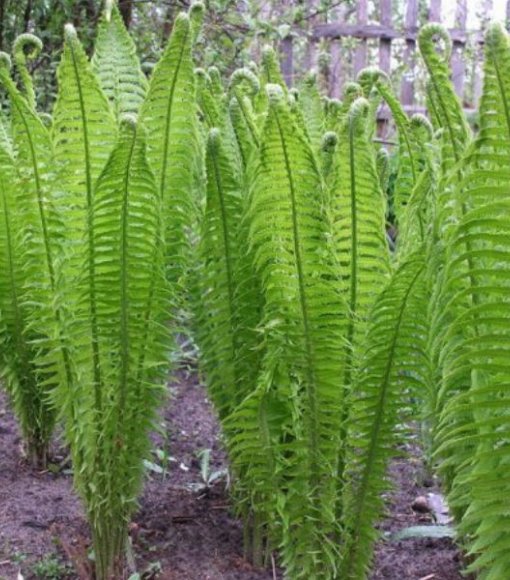 Pióropusznik strusi