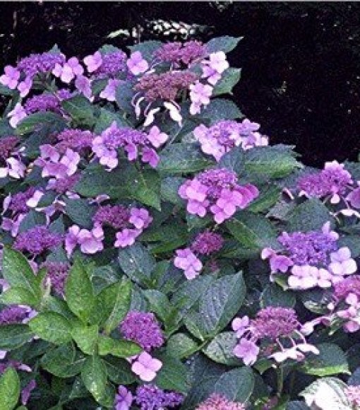 Hortensja piłkowana