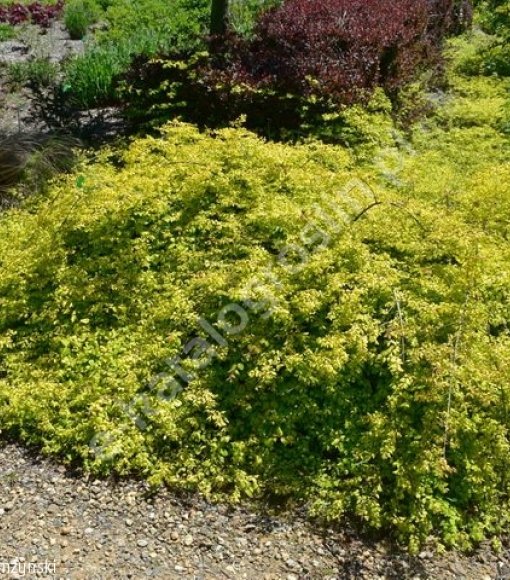 Śnieguliczka Doorenbosa