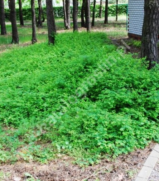 Śnieguliczka Chenaulta