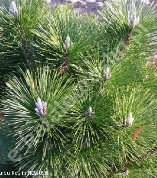 Sosna czarna japońska