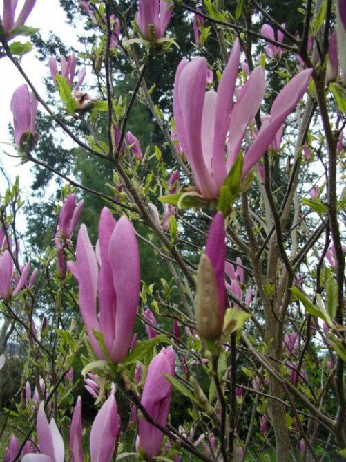 Magnolia