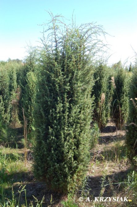 Cracowia Ja owiec Pospolity Juniperus Communis cracowia-ja-owiec-pospolity-juniperus-communis