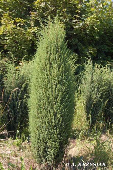 Hibernica Ja owiec Pospolity Juniperus Communis hibernica-ja-owiec-pospolity-juniperus-communis