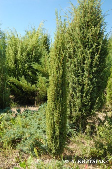 Sentinel Ja owiec Pospolity Juniperus Communis sentinel-ja-owiec-pospolity-juniperus-communis
