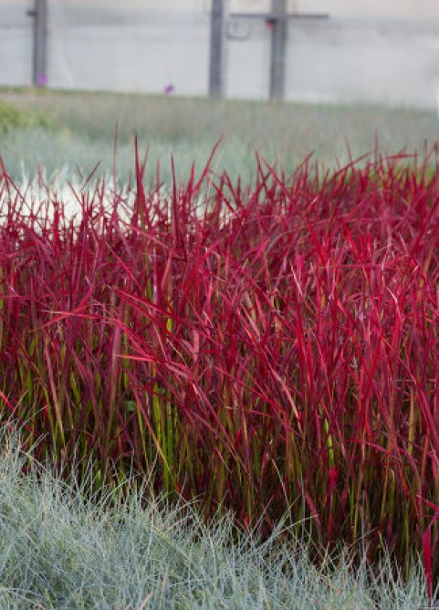 Imperata cylindryczna