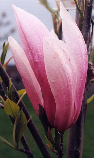 Magnolia