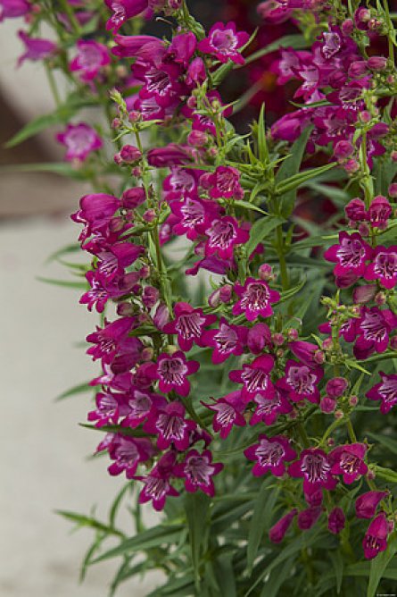 Penstemon palczasty