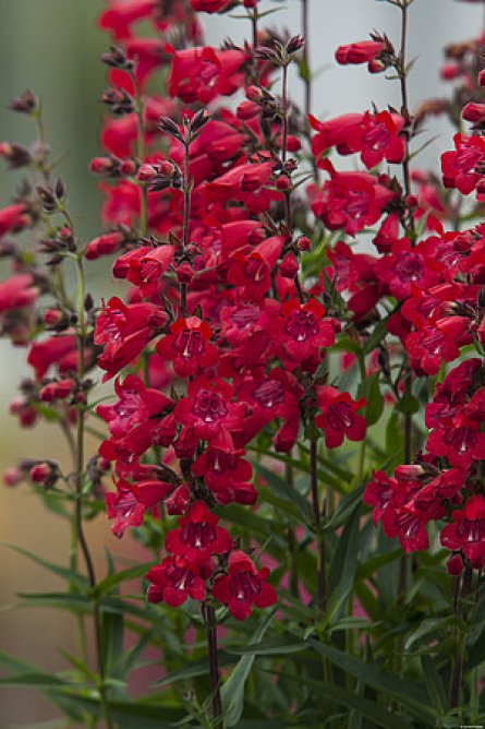 Penstemon palczasty