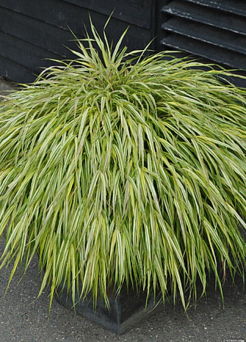 Hakonechloa smukła