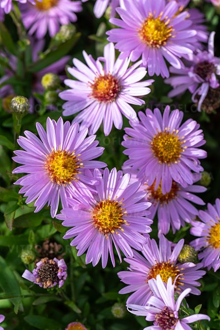 Aster krzaczasty