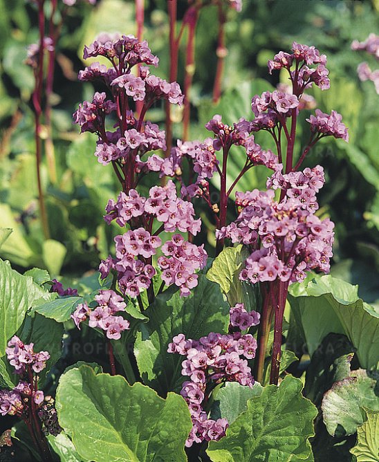Bergenia sercowata