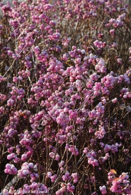 Śnieguliczka Doorenbosa