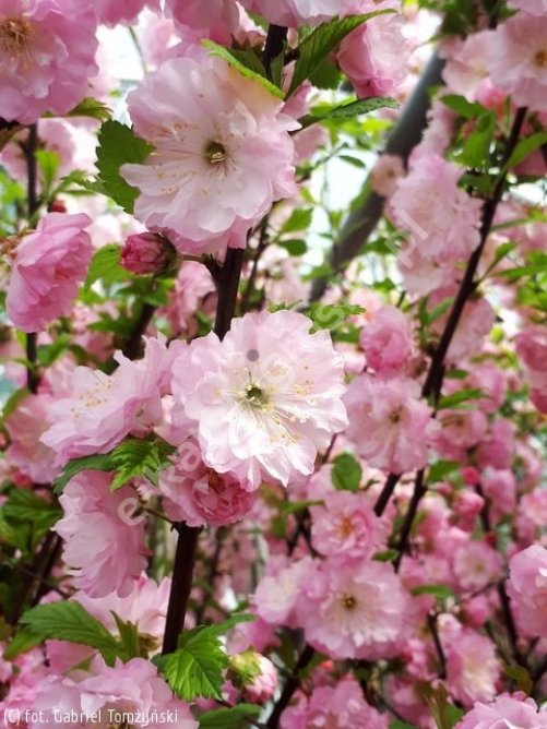 Migdałek trójklapowy