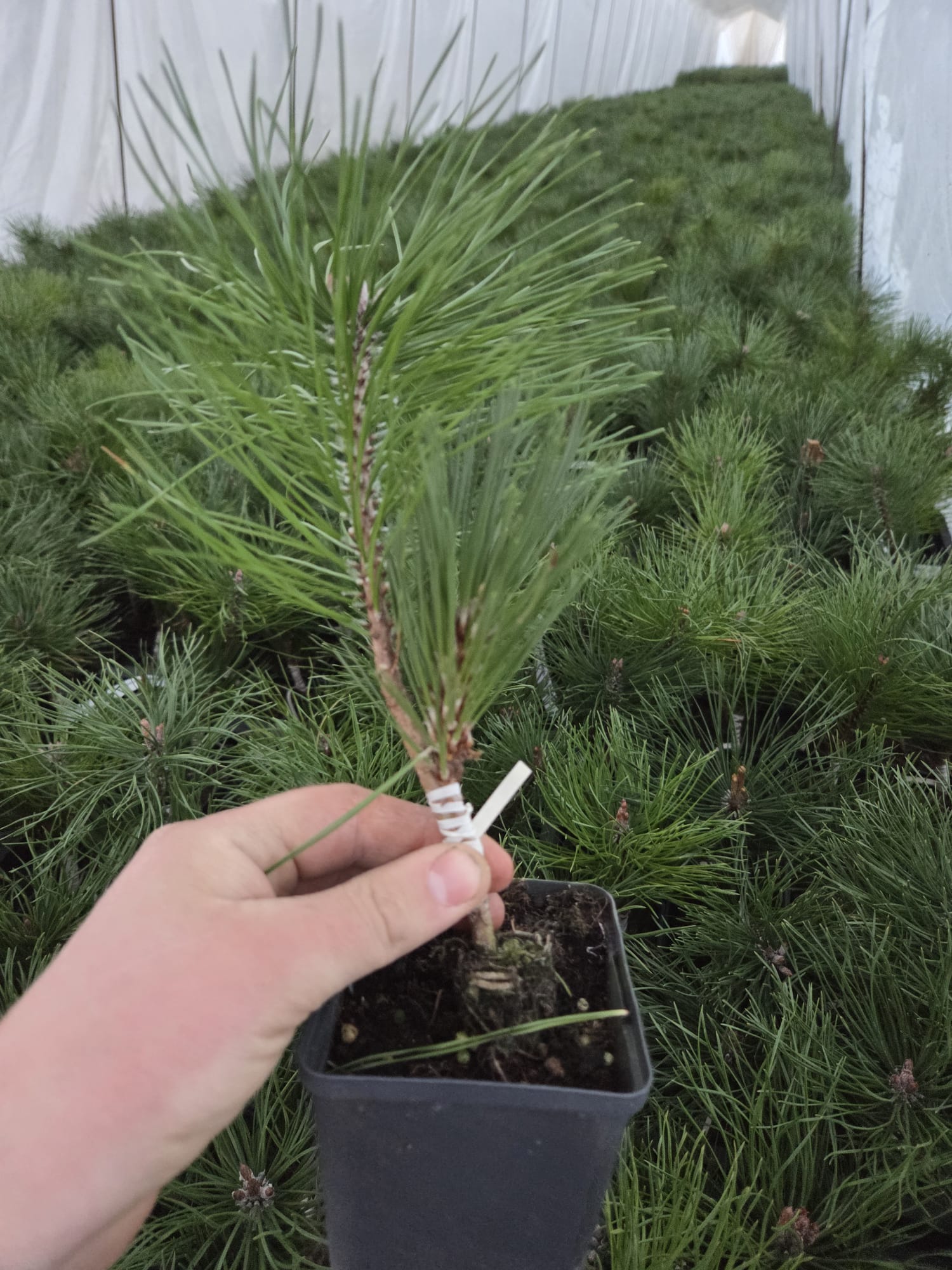 sosna-karlowa-produkcja1c