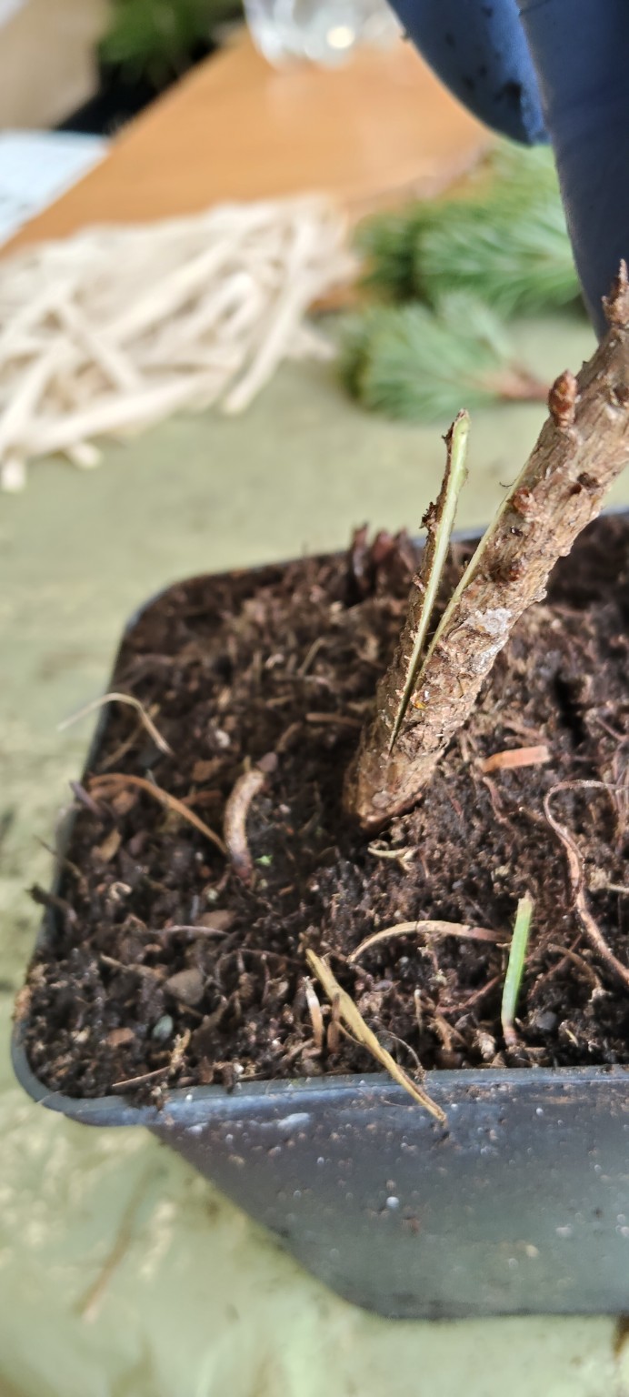 sosna-karlowa-produkcja1b