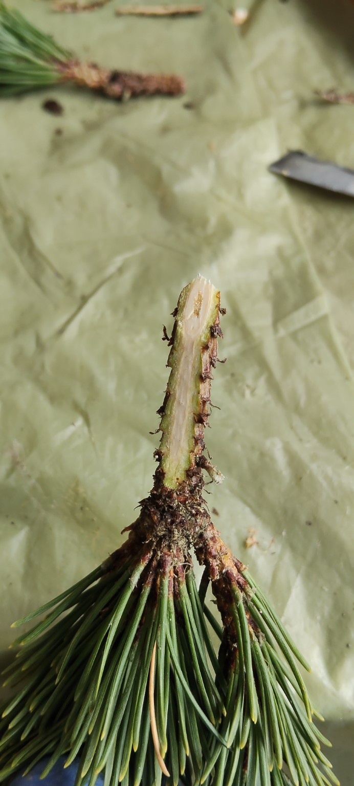 sosna-karlowa-produkcja1a